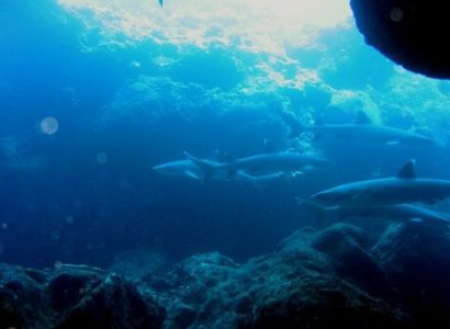 Morfologi dan Klasifikasi Ikan Hiu KarangSirip Putih(Triaenodon Obesus)