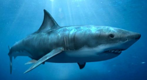 Morfologi Ikan Hiu Megalodon Morfologi Ikan Hiu Megalodon