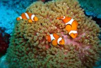 Ikan Nemo