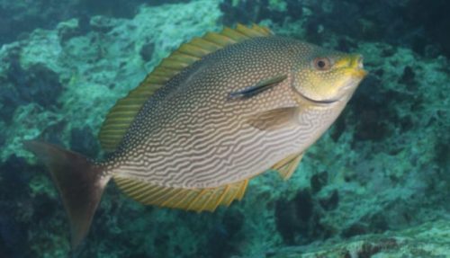 Habitat, Morfologi dan Klasifikasi ikan Baronang (Siganus Canaliculatu) Habitat, Morfologi dan Klasifikasi ikan Baronang (Siganus Canaliculatu)
