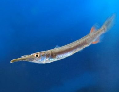 Morfologi dan Klasifikasi Ikan Cucut (Rhizoprionodon acutus) Morfologi dan Klasifikasi Ikan Cucut (Rhizoprionodon acutus)