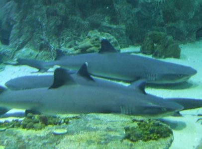 Klasifikasi Ikan Hiu Karang Sirip Putih Klasifikasi Ikan Hiu Karang Sirip Putih