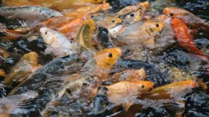ikan mas