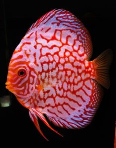Gambar Jenis Ikan hias Discuss Pearl Pigedon