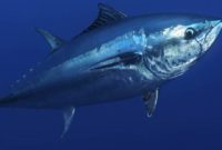 morfologi ikan tuna