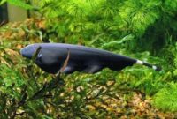 ikan black ghost