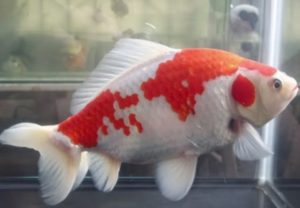 ikan mas koki wakin