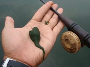 Umpan Jitu Mancing Ikan Nila berupa lumut