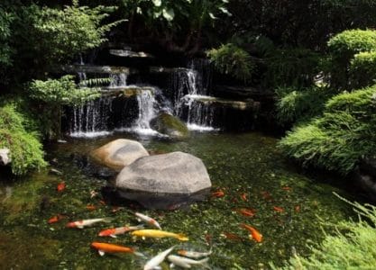 cara merawat ikan koidi kolam untuk pemula cara merawat ikan koidi kolam untuk pemula