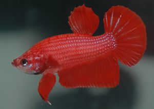 ikan cupang plakat