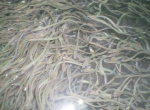 ikan sidat Jenis Jenis Ikan Konsumsi air tawar Dan Gambarnya