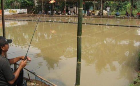 gambar resep cara meracik umpan paling jitu galatama ikan lele kolam harian terbaru
