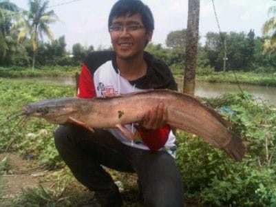 gambar umpan paling jitu galatama ikan lele kolam harian terbaru