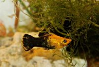 Cara Budidaya Ikan Molly Golden Black Untuk Pemula