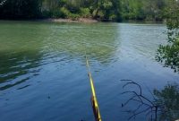 [Terbaru] Umpan Ikan Mas Air Hijau Keruh Untuk Pemula
