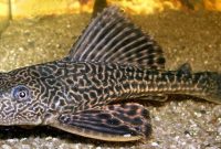 Ikan Sapu-Sapu