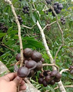 Cara Menanam Jengkol Yang Baik dan Benar serta Manfaat Jengkol!