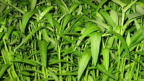 Cara Menanam Kangkung : Jenis-Jenis serta Manfaatnya Lengkap!