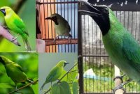 Jenis Burung Cucak Ijo
