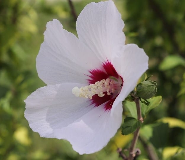 Rose in Sharon Rose in Sharon