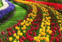 Jenis Bunga Tulip