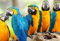 Jenis Burung Mancaw