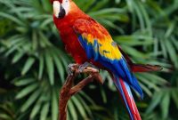 Jenis Burung Paruh Bengkok